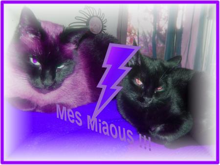 MES MIAOUS !!!
